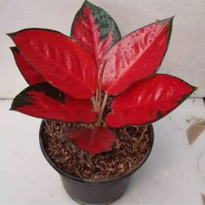 Aglaonema Red King (Jaipong Red) – Indoor Colorful Foliage Plant