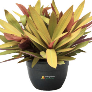 Rhoeo Golden, Rhoeo Spathacea Sitara Gold Plant