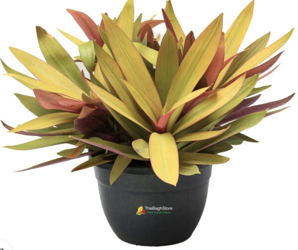 Rhoeo Golden, Rhoeo Spathacea Sitara Gold Plant