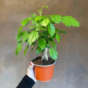China Doll (Radermachera sinica)