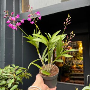 ORCHID (Dendrobium)