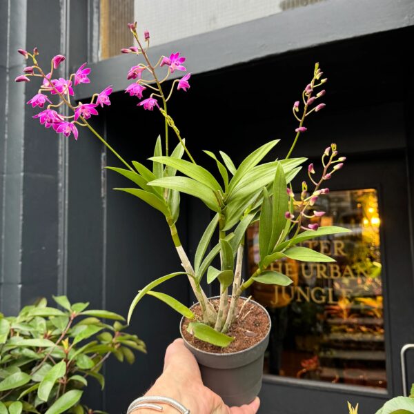 ORCHID (Dendrobium)