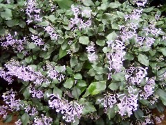 Plectranthus 'Mona Lavender'