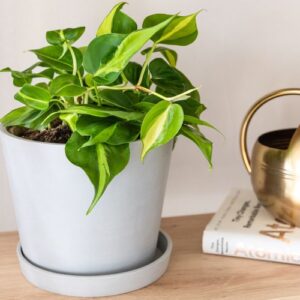 Philodendron Brasil