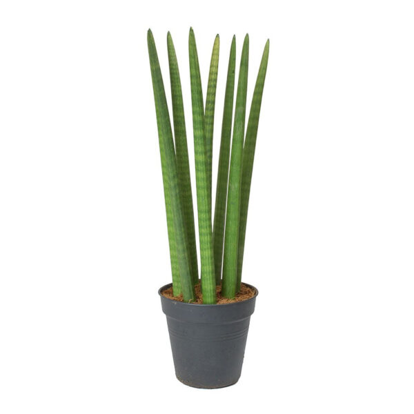 Sansevieria katana is an air-purifying indoor succulent plant, perfect for homes and offices. Supplied in a 6-inch diameter plastic pot. Low maintenance and drought-tolerant.