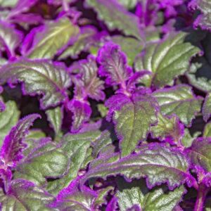 Gynura aurantiaca (purple passion)