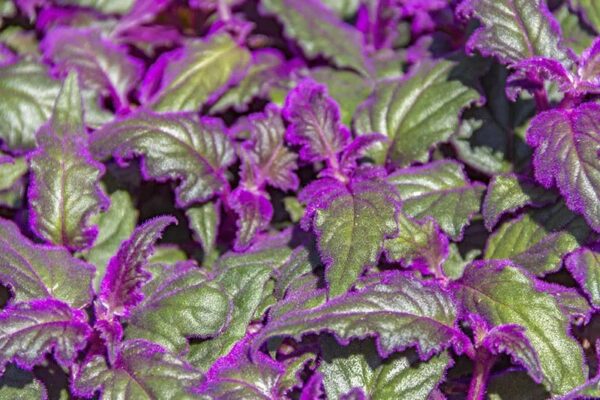 Gynura aurantiaca (purple passion)
