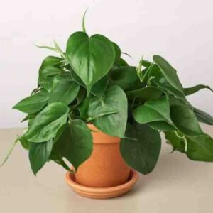 Heartleaf Philodendron (Philodendron hederaceum)