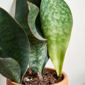 Whale Fin Sanseviera (Sansevieria Masoniana)