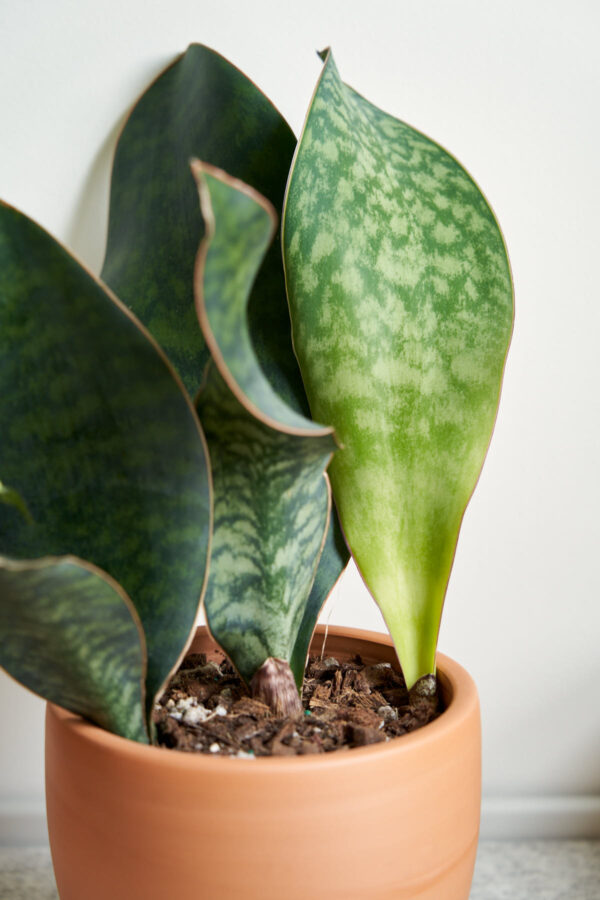 Whale Fin Sanseviera (Sansevieria Masoniana)