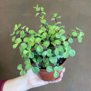 Portulacaria afra (Elephant Bush / Miniature Jade / Dwarf Jade Plant)