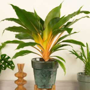 CHLOROPHYTUM ORCHIDASTRUM, SPIDER PLANT, GREEN ORANGE PLANT