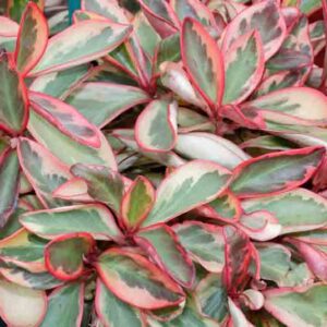 Peperomia obtusifolia (Baby Rubber Plant / Dwarf Radiator Plant)