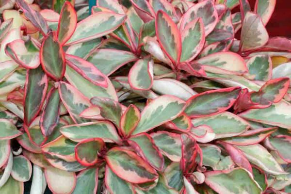 Peperomia obtusifolia (Baby Rubber Plant / Dwarf Radiator Plant)